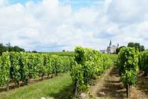 Guía PRL Sector vitivinícola