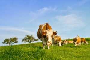 Riesgos Biológicos más habituales en las explotaciones lácteas