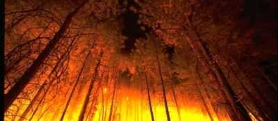 Manejo de bosques y peligro de incendios