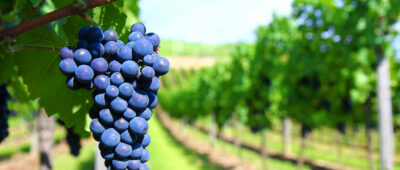 Una guía recoge cómo prevenir riesgos en el sector vitivinícola