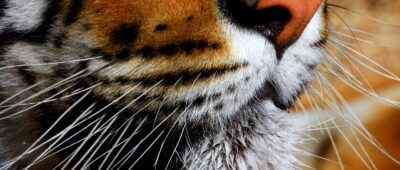 Herido grave un trabajador del zoo de Santiago tras ser atacado por un tigre