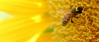 El propóleo de las abejas, posible escudo contra las radiaciones ionizantes
