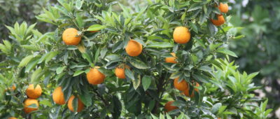 Juzgan a un empresario por la muerte de una trabajadora que recogía naranjas