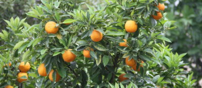 Juzgan a un empresario por la muerte de una trabajadora que recogía naranjas