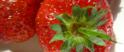 Un estudio mide en 300 jornaleros los riesgos de la recolección de fresa