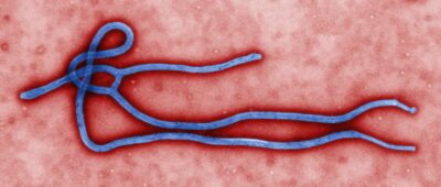 Una nueva vacuna muestra una alta protección contra el virus del ébola