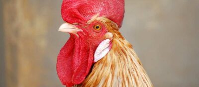 Herido en accidente laboral en un matadero de pollos