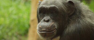 Un trabajador de un parque zoológico herido por unos chimpancés