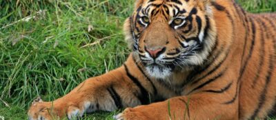 Investigan un parque zoológico por la muerte de una empleada atacada por un tigre