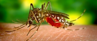¿Qué es lo que debes saber sobre el Zika?