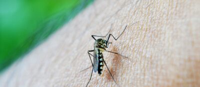 La OMS considera el virus del Zika una amenaza de proporciones alarmantes