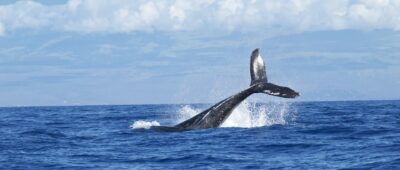 Prevención en el mar. Un rastreador de ballenas evita que choquen contra los buques
