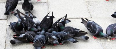 Confirmada la invalidez de una guía turística enferma por los excrementos de palomas
