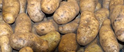 Fallece una trabajadora atrapada en una máquina de recogida de patatas