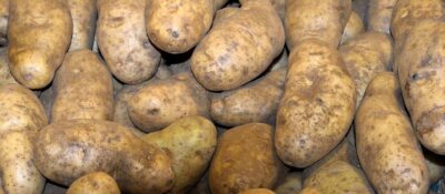 Fallece una trabajadora atrapada en una máquina de recogida de patatas